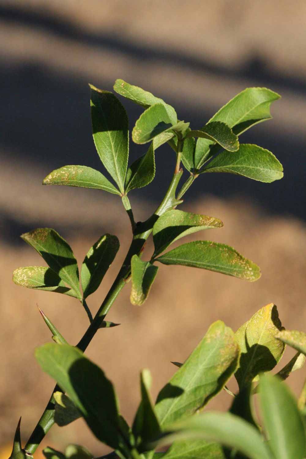              Sun leaves (Swingle, Riverside, CA)   